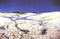 Flower plateu on Kupres in Bosnia