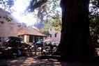Trsteno near Dubrovnik, the biggest plane-tree in Europe (photo by Mladen Zubrinic)